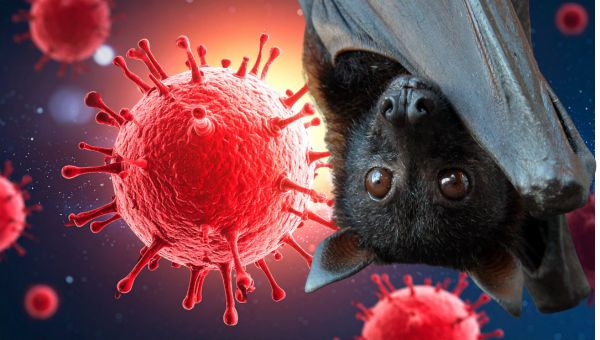 ทำไม “ไวรัสนิปาห์ (NiV)” ถึงน่ากลัวกว่า โควิด-19 (SARS-CoV2) 